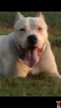 dogo argentino puppy posted by Cordoba Dogos